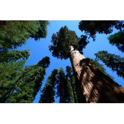 nasiona Sekwoja zawszezielona Sequoia szt5 Fore114