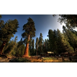 nasiona Sekwoja zawszezielona Sequoia szt5 Fore114