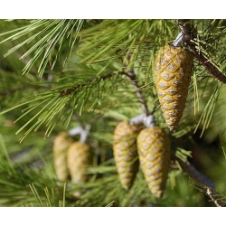 nasiona Sosna alepska Pinus szt5 Fore89