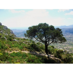 nasiona Sosna alepska Pinus szt5 Fore89