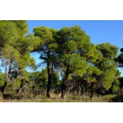 nasiona Sosna alepska Pinus szt5 Fore89