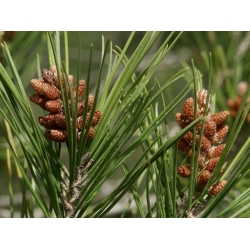 nasiona Sosna alepska Pinus szt5 Fore89