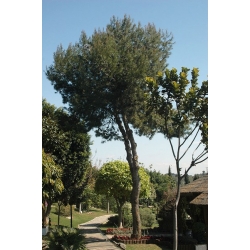 nasiona Sosna alepska Pinus szt5 Fore89