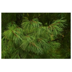 nasiona Sosna Armanda Pinus szt5 Fore79