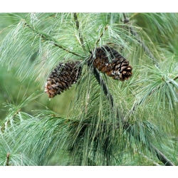 nasiona Sosna Armanda Pinus szt5 Fore79