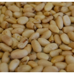 nasiona Sosna Armanda Pinus szt5 Fore79