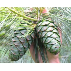 nasiona Sosna Armanda Pinus szt5 Fore79