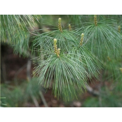 nasiona Sosna Armanda Pinus szt5 Fore79