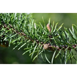 nasiona Sosna Banksa Pinus szt5 Fore81