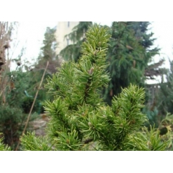 nasiona Sosna Banksa Pinus szt5 Fore81