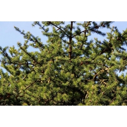 nasiona Sosna Banksa Pinus szt5 Fore81