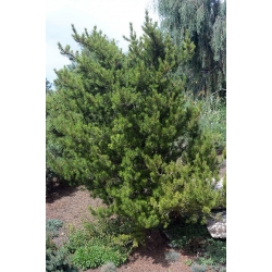 nasiona Sosna Banksa Pinus szt5 Fore81