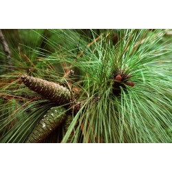 nasiona Sosna błotna Pinus szt5 Fore97