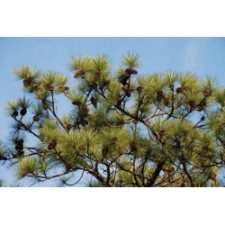 nasiona Sosna błotna Pinus szt5 Fore97
