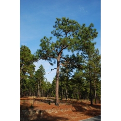 nasiona Sosna błotna Pinus szt5 Fore97