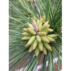 nasiona Sosna błotna Pinus szt5 Fore97