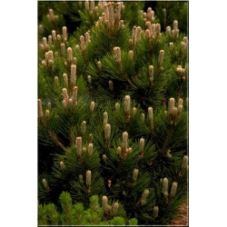 nasiona Sosna bośniacka Pinus szt5 Fore93