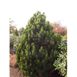 nasiona Sosna bośniacka Pinus szt5 Fore93