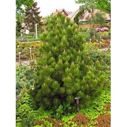 nasiona Sosna bośniacka Pinus szt5 Fore93