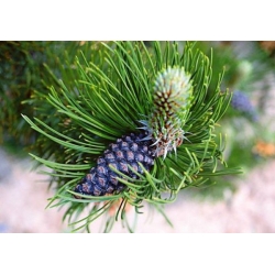 nasiona Sosna bośniacka Pinus szt5 Fore93