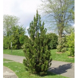 nasiona Sosna bośniacka Pinus szt5 Fore93