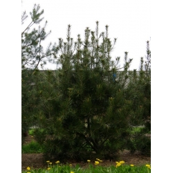 nasiona Sosna chińska plamistokora Pinus szt5 Fore82