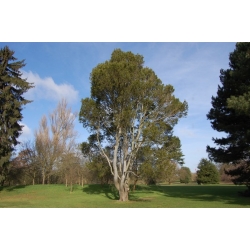 nasiona Sosna chińska plamistokora Pinus szt5 Fore82