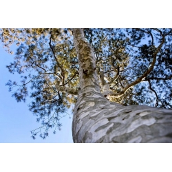 nasiona Sosna chińska plamistokora Pinus szt5 Fore82