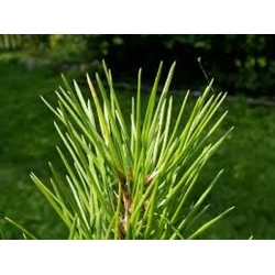 nasiona Sosna chińska plamistokora Pinus szt5 Fore82