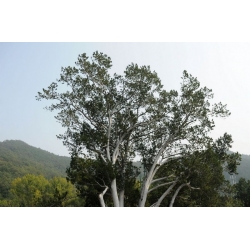 nasiona Sosna chińska plamistokora Pinus szt5 Fore82