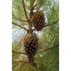 nasiona Sosna Coultera Pinus szt5 Fore85