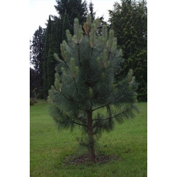 nasiona Sosna Coultera Pinus szt3 Fore85