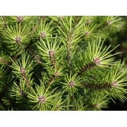 nasiona Sosna czarna Pinus szt5 Fore96