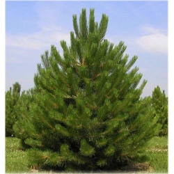 nasiona Sosna czarna Pinus szt5 Fore5