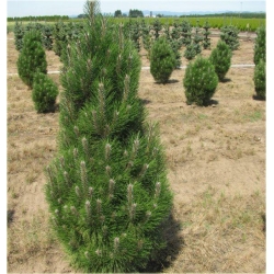 nasiona Sosna czarna Pinus szt5 Fore5