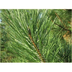 nasiona Sosna czarna Pinus szt5 Fore5