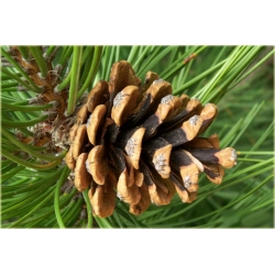 nasiona Sosna czarna Pinus szt5 Fore5