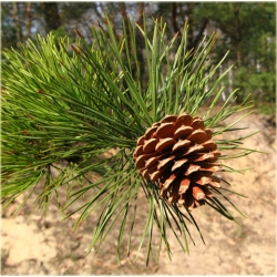 nasiona Sosna czarna Pinus szt5 Fore5