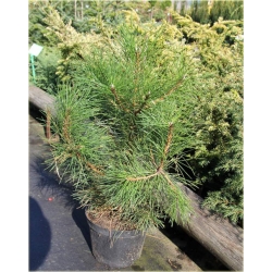 nasiona Sosna czarna Pinus szt5 Fore5