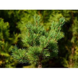 nasiona Sosna drobnokwiatowa Pinus szt5 Fore98