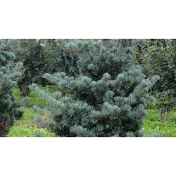 nasiona Sosna drobnokwiatowa Pinus szt5 Fore98