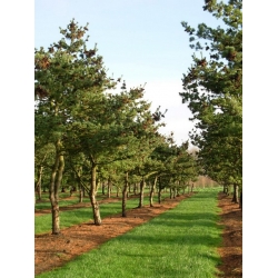 nasiona Sosna drobnokwiatowa Pinus szt5 Fore98