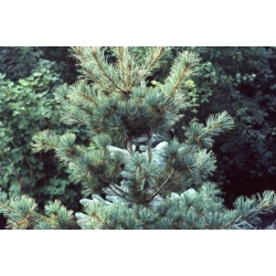 nasiona Sosna drobnokwiatowa Pinus szt5 Fore98