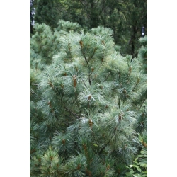 nasiona Sosna drobnokwiatowa Pinus szt5 Fore98