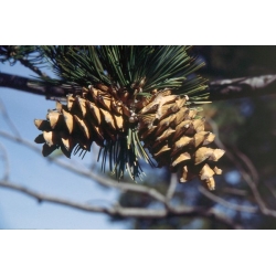 nasiona Sosna gietka Pinus szt5 Fore87