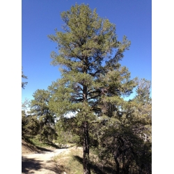 nasiona Sosna gietka Pinus szt5 Fore87