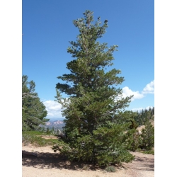 nasiona Sosna gietka Pinus szt5 Fore87