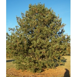 nasiona Sosna gietka Pinus szt5 Fore87