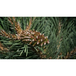 nasiona Sosna hakowata Pinus szt5 Fore109