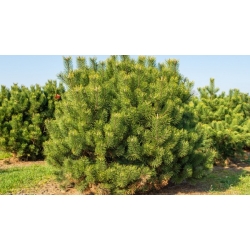 nasiona Sosna hakowata Pinus szt5 Fore109